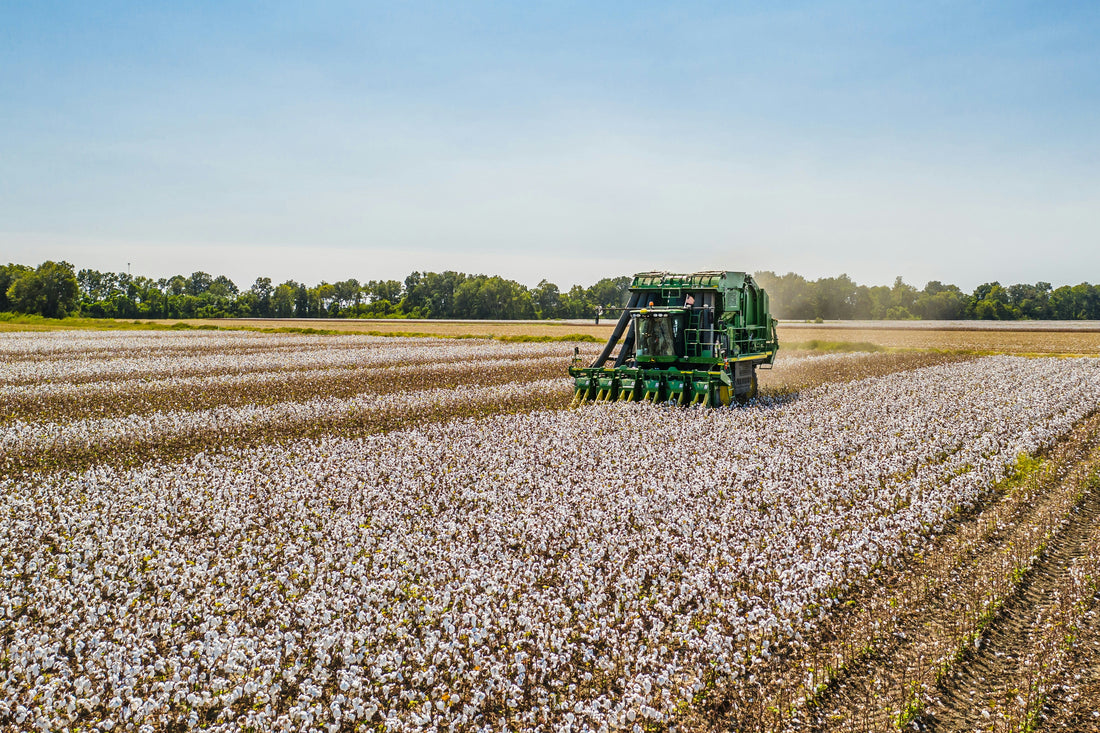 A field of organic cotton being harvested